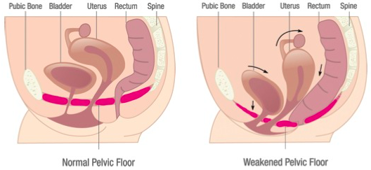 pelvic floor diagram